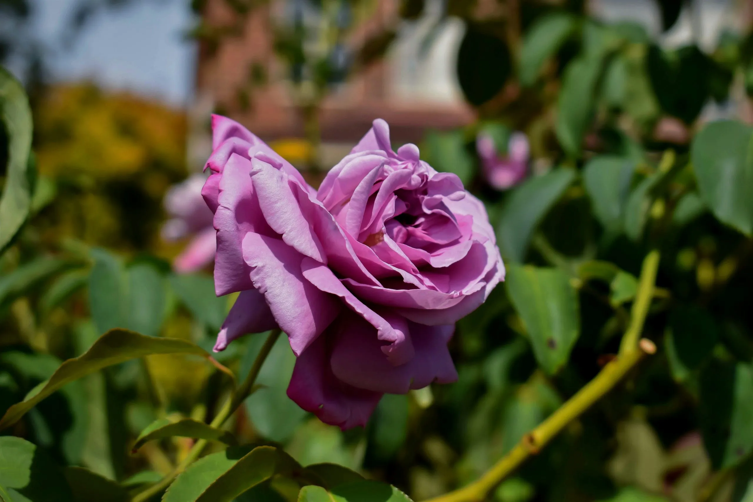 Gros plan sur une rose mauve épanouie dans un jardin ensoleillé