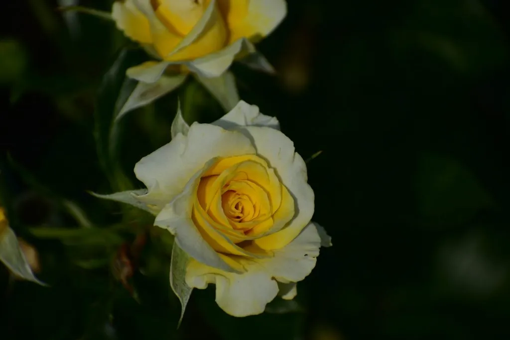 Gros plan sur une rose jaune et blanche épanouie sur fond sombre
