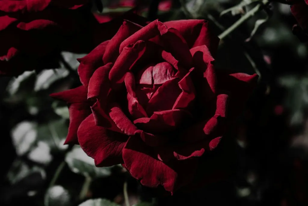 Gros plan sur une rose rouge veloutée dans un éclairage sombre